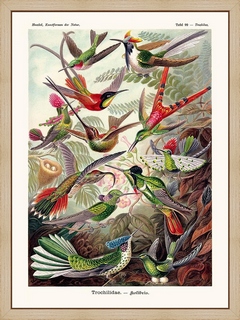 Kolibri