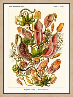 Nepenthaceae