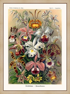 Orchideae