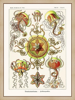 Trachomedusae