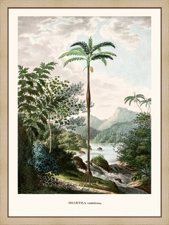 Iriartea-ventricosa-Histoire-naturelle-des-palmiers