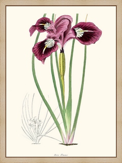 Iris-Te?nax