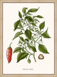 Piment