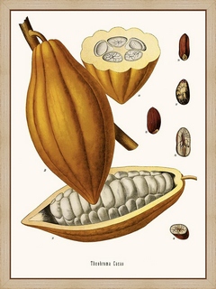 Cacao