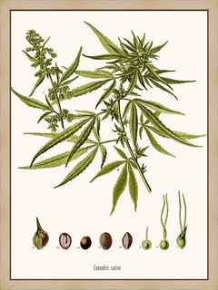 Cannabis