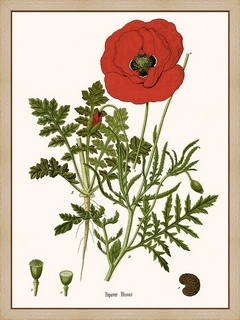Coquelicot