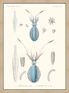 Mollusques-PL3---Sepioteuthe-de-Dorei---Astrolabe