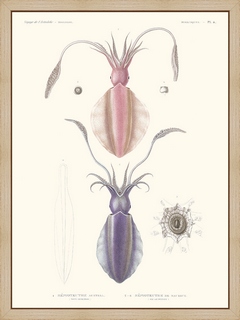 Mollusques-PL4---Sepioteuthe-austral---Astrolabe
