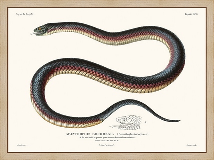 Acanthophis---La-Coquille