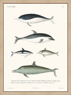 Dauphins---La-Coquille