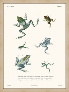 Grenouilles---La-Coquille