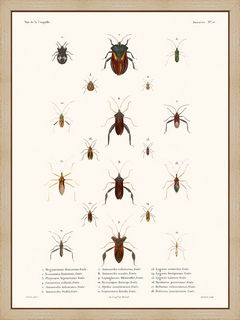 Insectes-PL12---La-Coquille
