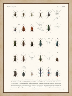 Insectes-PL1---La-Coquille