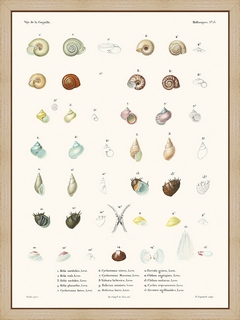 Mollusques-PL13----La-Coquille