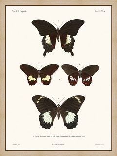 Papillons---La-Coquille