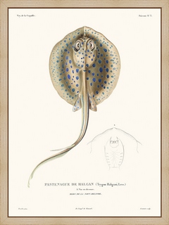 Pastenague---La-Coquille