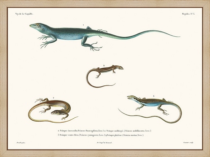 Reptiles-PL3---La-Coquille