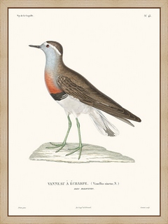 Vanneau---La-Coquille