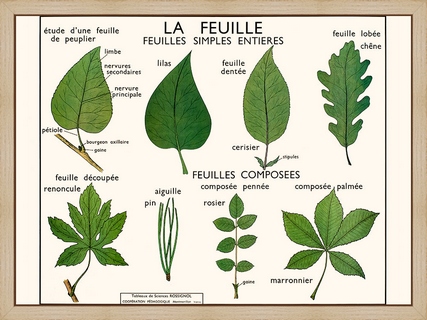 La-feuille-(simples)