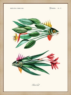 Leaf-Fish---Beto-Val