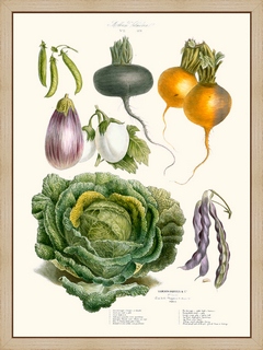 Legumes-anciens-Vilmorin-N21-Choux