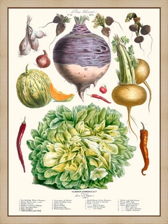 Legumes-anciens-Vilmorin-N24-Salade