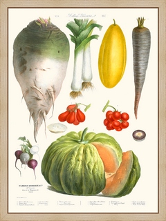 Legumes-anciens-Vilmorin-N8-Citrouille