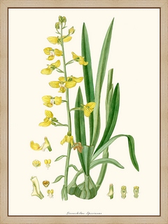 Lissochilus-speciosus