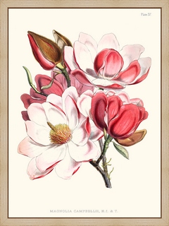 Magnolia