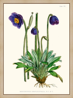 Meconopsis
