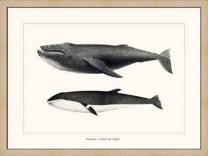 Baleine-a-bosse-et-Orque