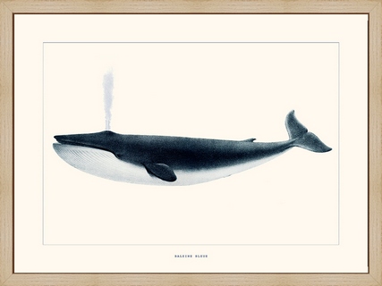 Baleine-bleue