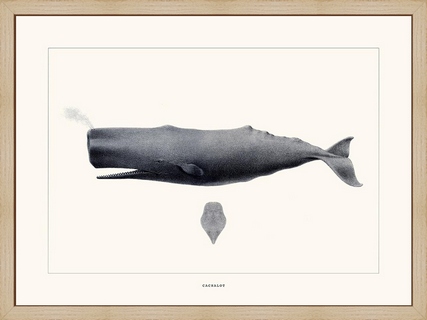 Cachalot