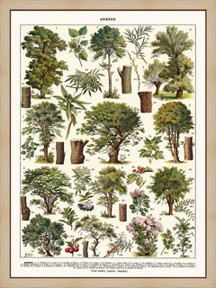 Arbres-Tilleul...
