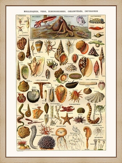 Echinodermes