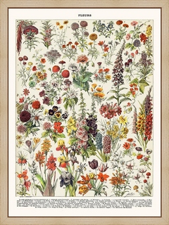 Fleurs-annuelles
