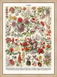 Fleurs-arbrisseaux