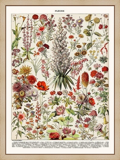 Fleurs-vivaces