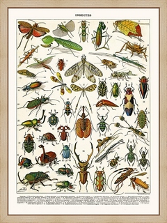 Insectes-Hormetica...