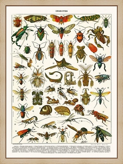 Insectes-Platypria...