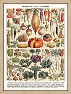 Legumes