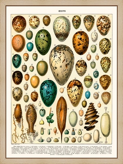 Oeufs-Millot