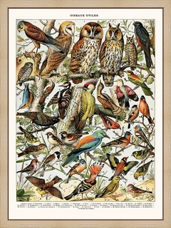 Oiseaux-(Cresserelle)