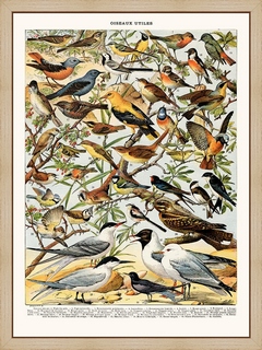 Oiseaux-(Pipit)