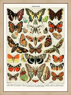 Papillons-d`Europe