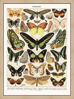 Papillons-Exotiques