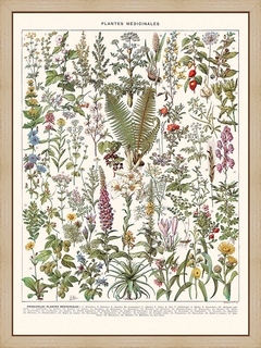 Plantes-medicinales-(Absinthe..)