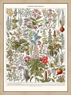 Plantes-medicinales-(Gui..)