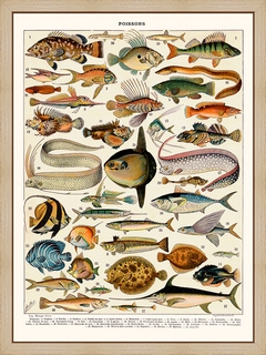 Millot-poissons-Cernier