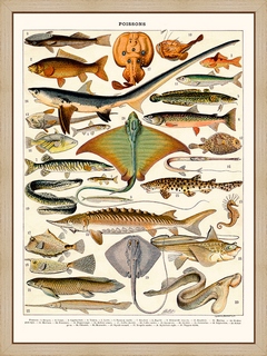 Millot-poissons-Goujon